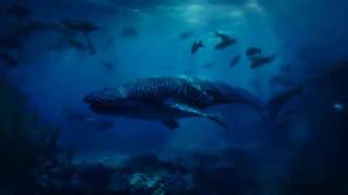 Resolve the montage into a calm ocean mood at 0:29